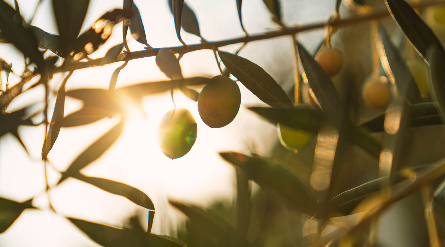 Hydroxytyrosol: The Anti-Aging Trend That's Missing the Full Picture